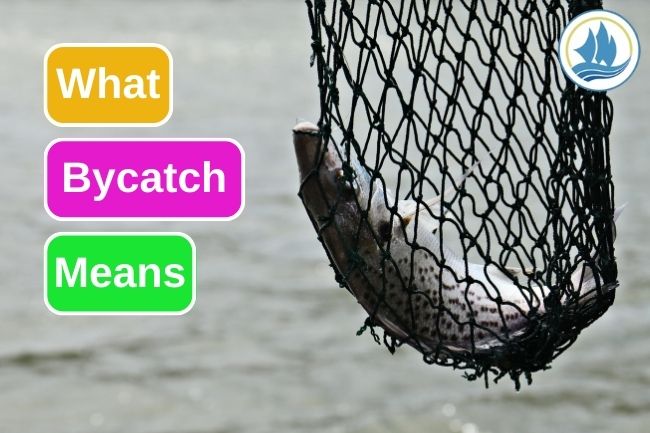 This Is What Bycatch Means In Fisheries Terms